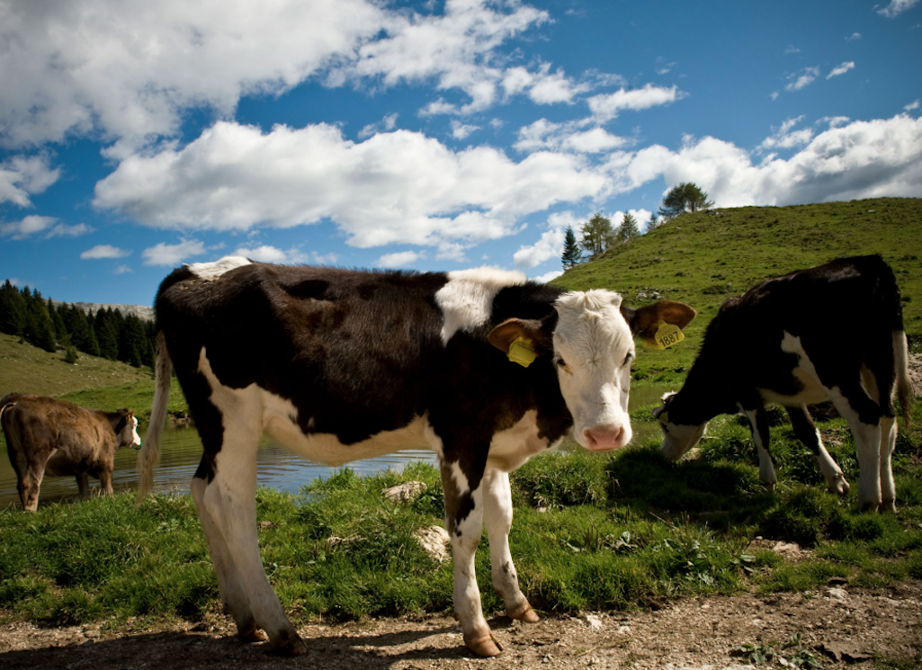 Asiago Cheese Making Cows