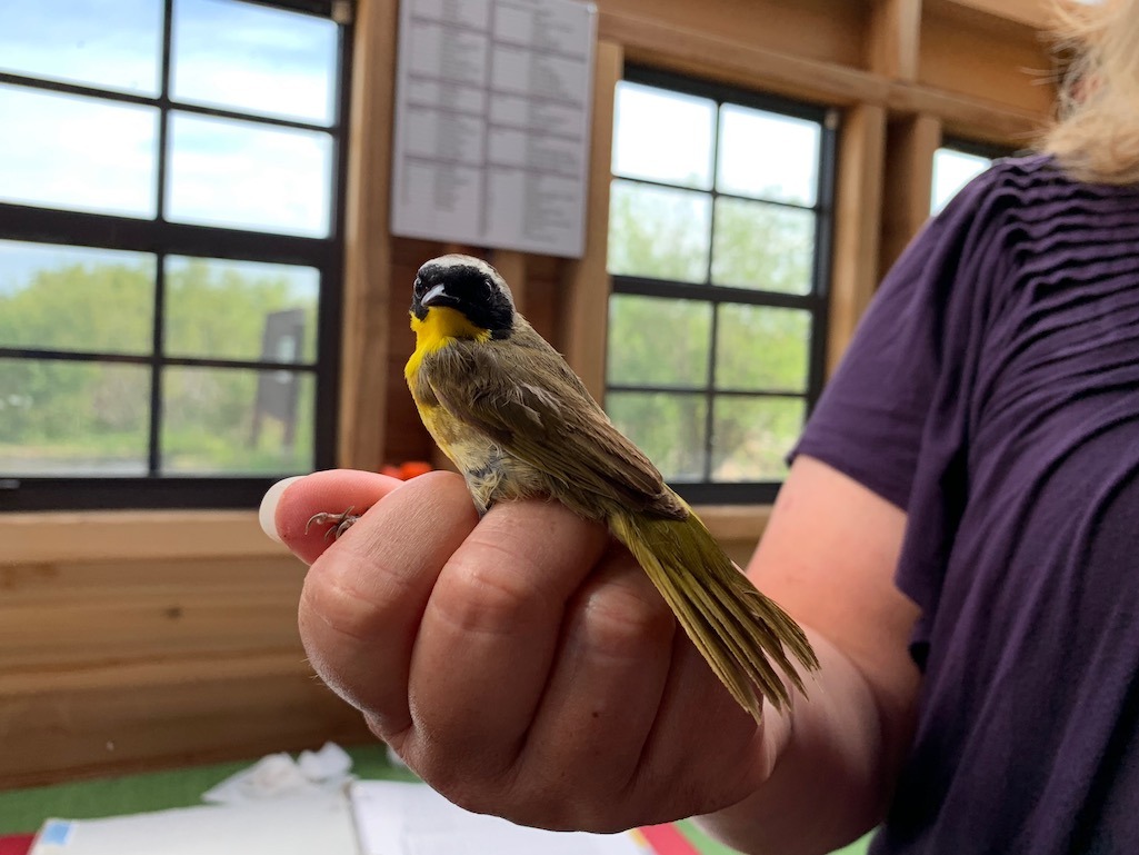 Bird banding at Oak Hammock Marsh Things to do in Winnipeg