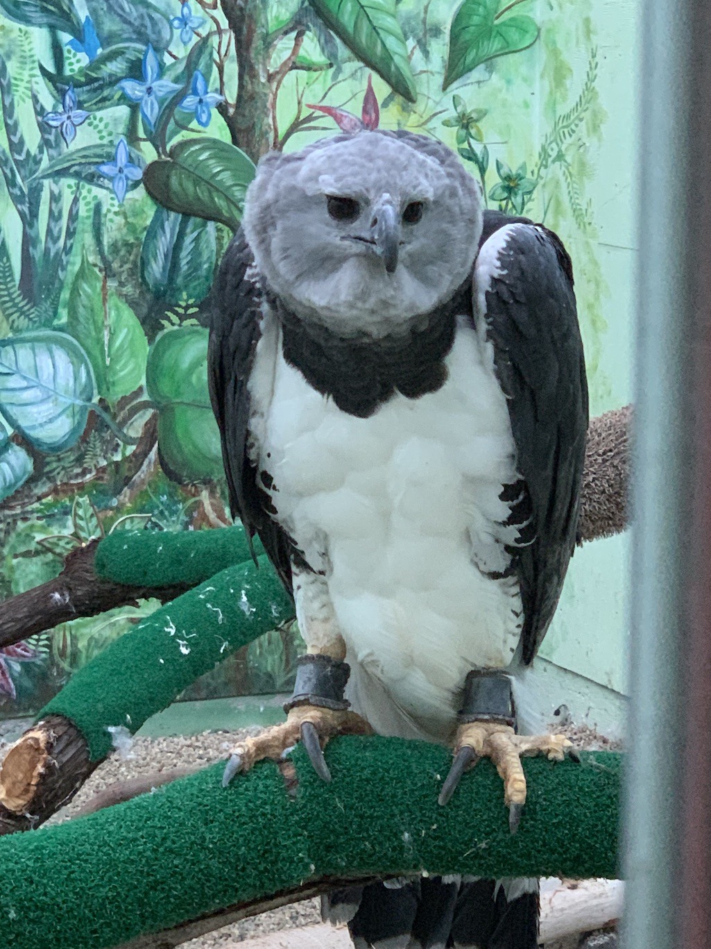 World Center for Birds of Prey Falcon