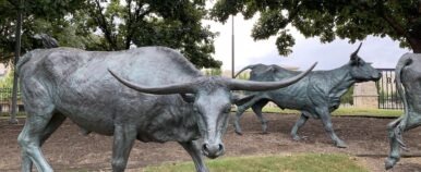 Longhorn sculptures in Plano, Texas