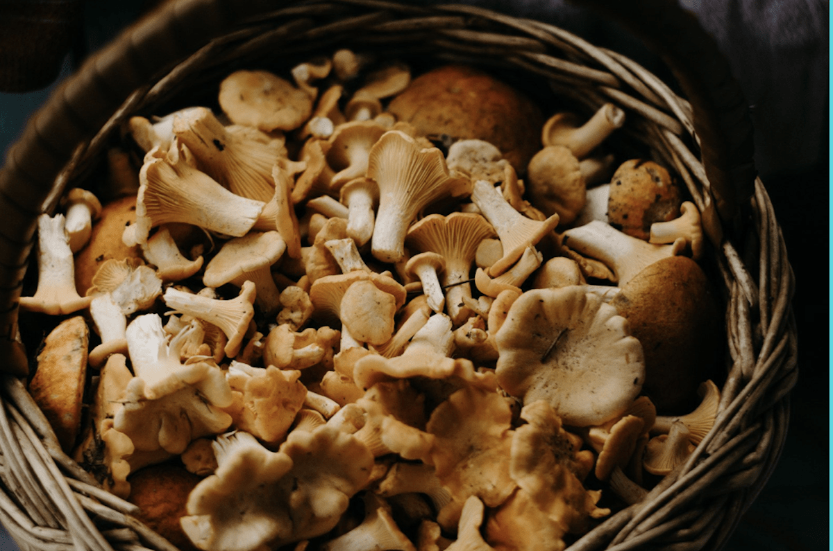 Wild Mushrooms