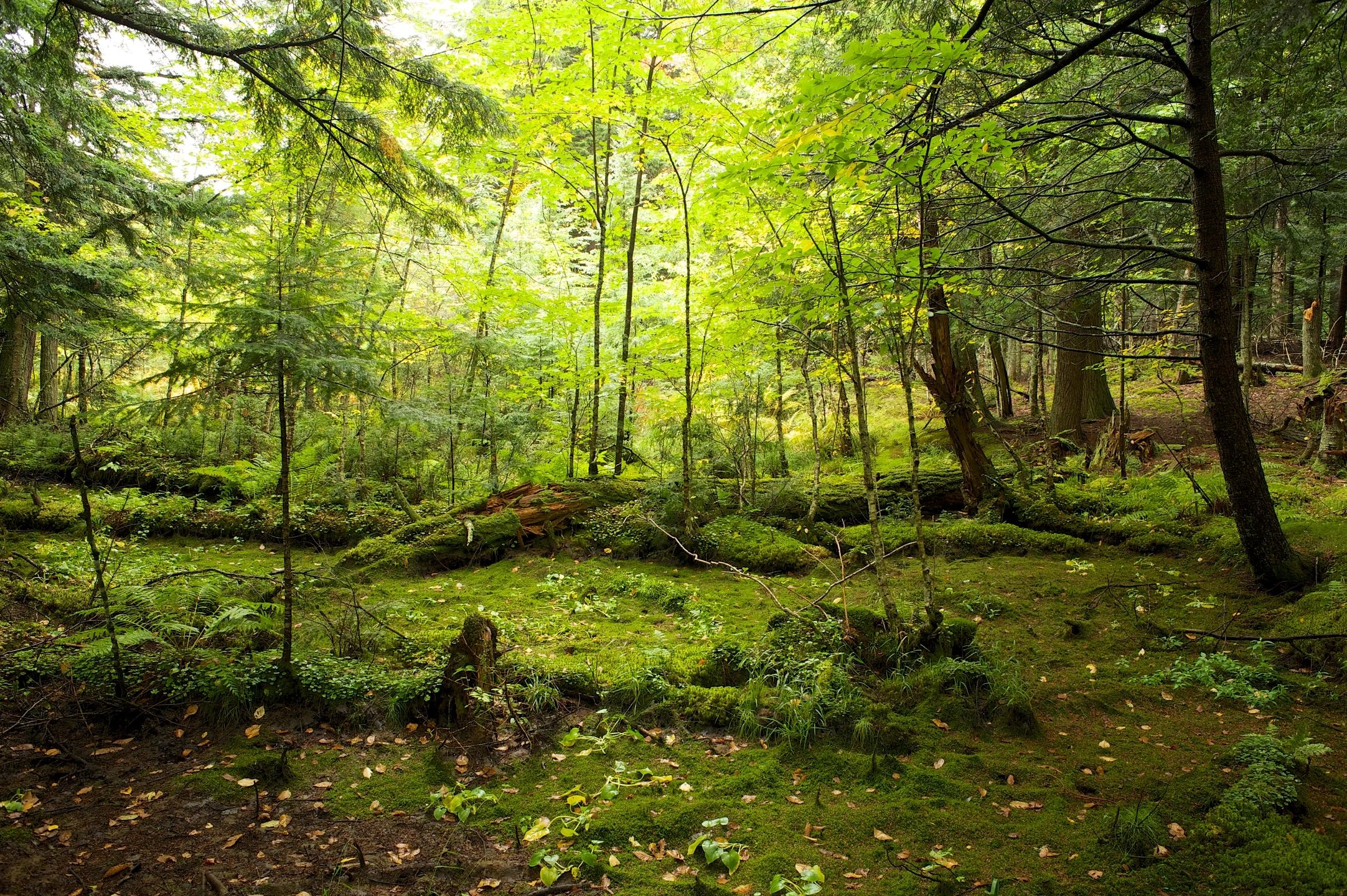 Mossy Forest For Imagination Travel