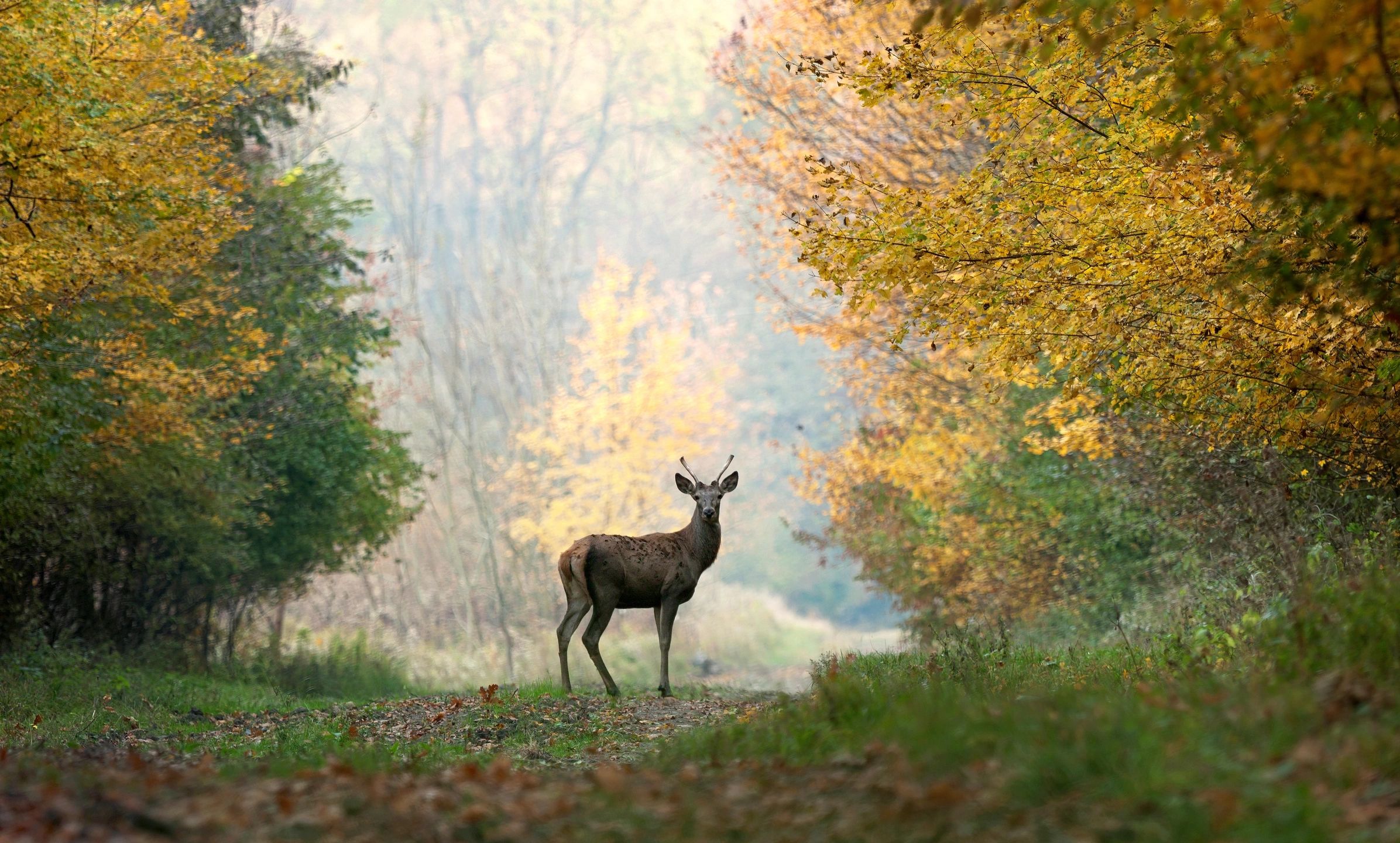 Deer For Imagination Travel