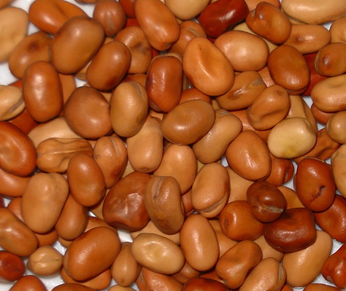 Dried Fava Beans