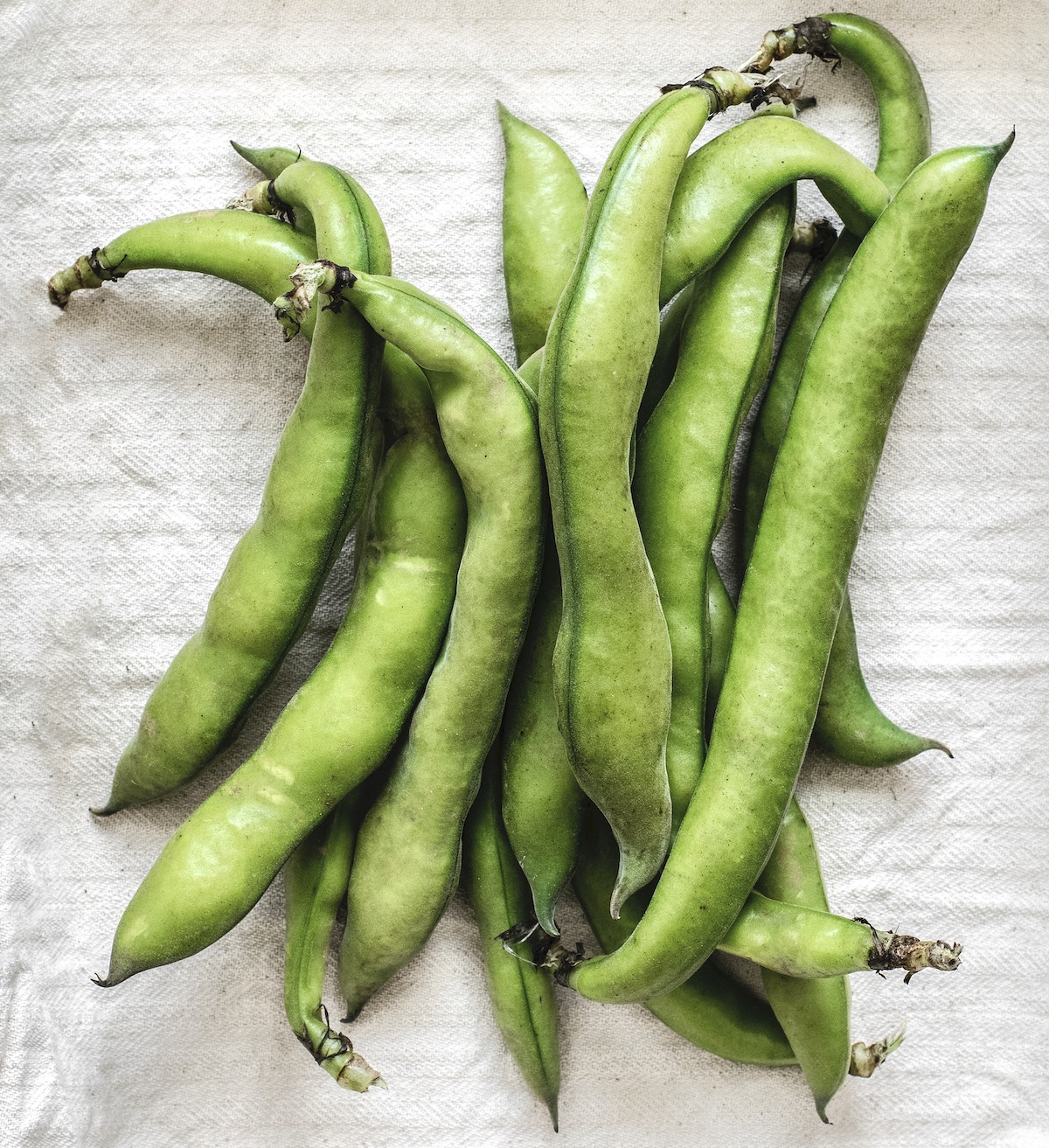 Fresh Greek Fava Bean Pods