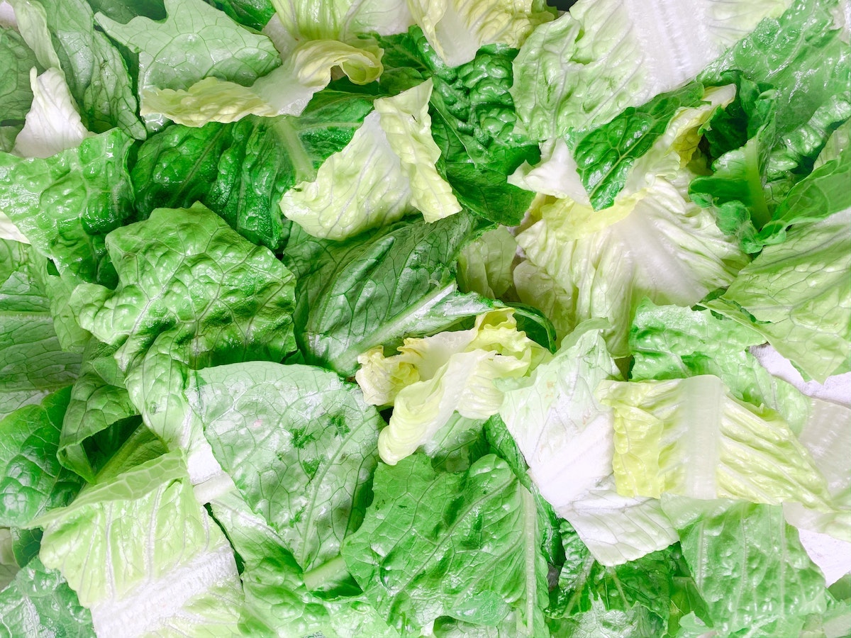 Romaine Lettuce