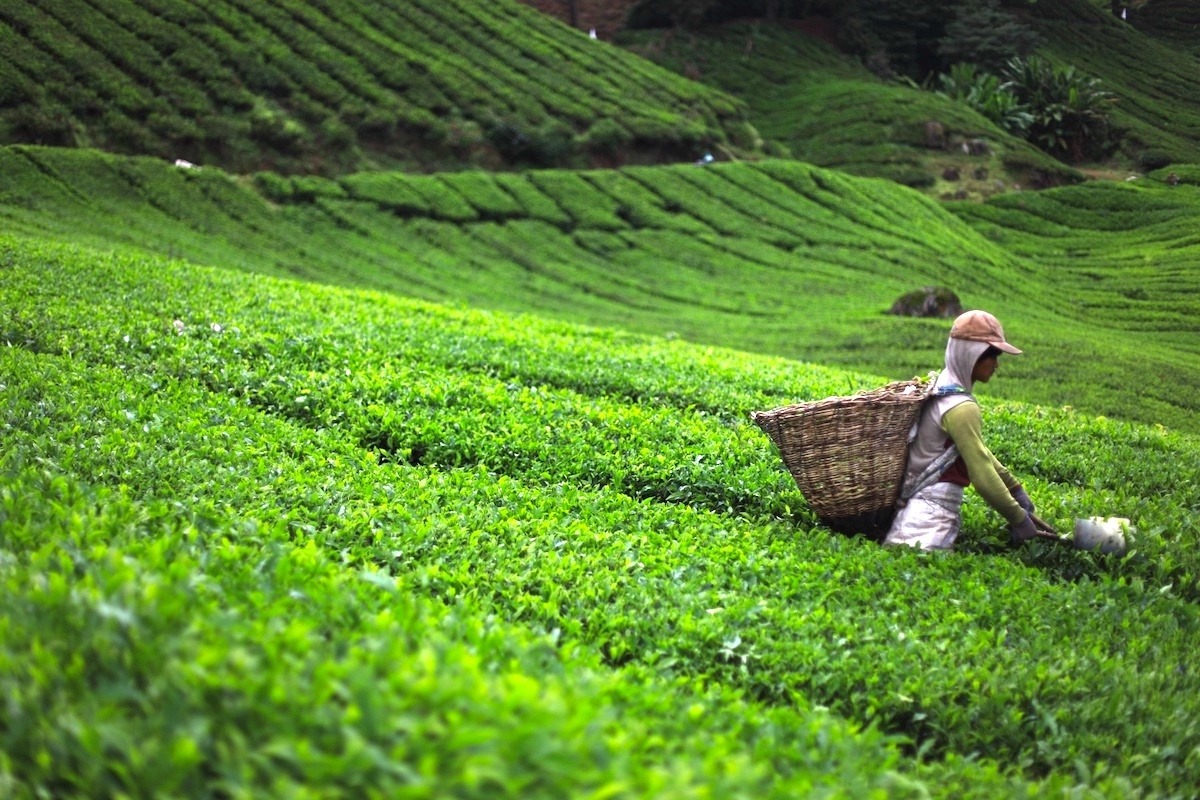 Carefully Cultivated Green Tea