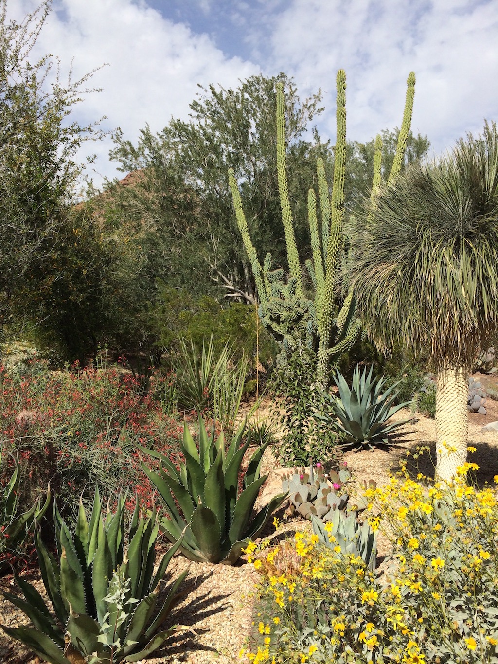 Desert Botanical Garden 