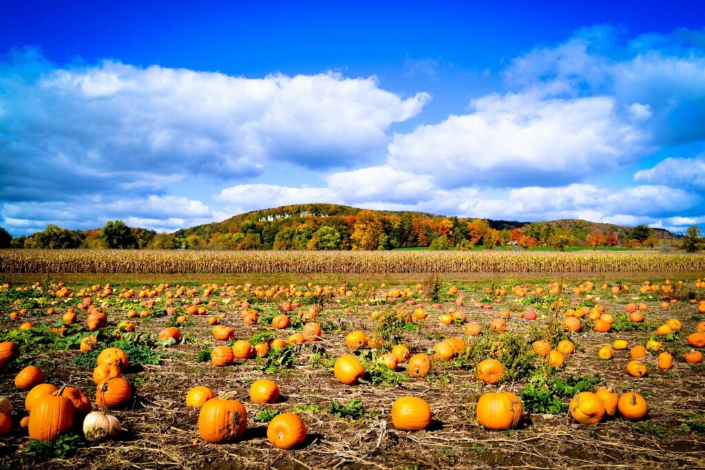 Pumpkin and Spice – So Very Nice