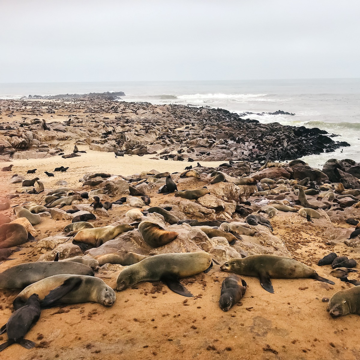 Seals in Namibia Dream Destinations