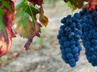 Portuguese Wine Grapes