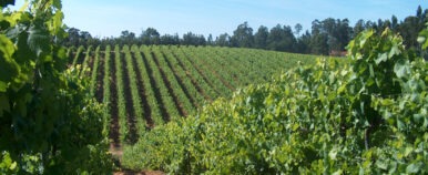 Vinho Verde in Portugal