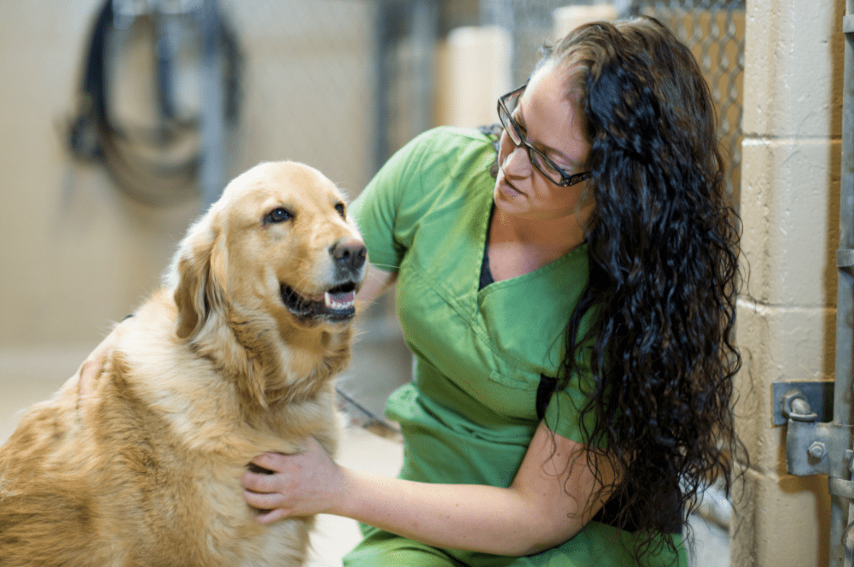 Shelter Dog