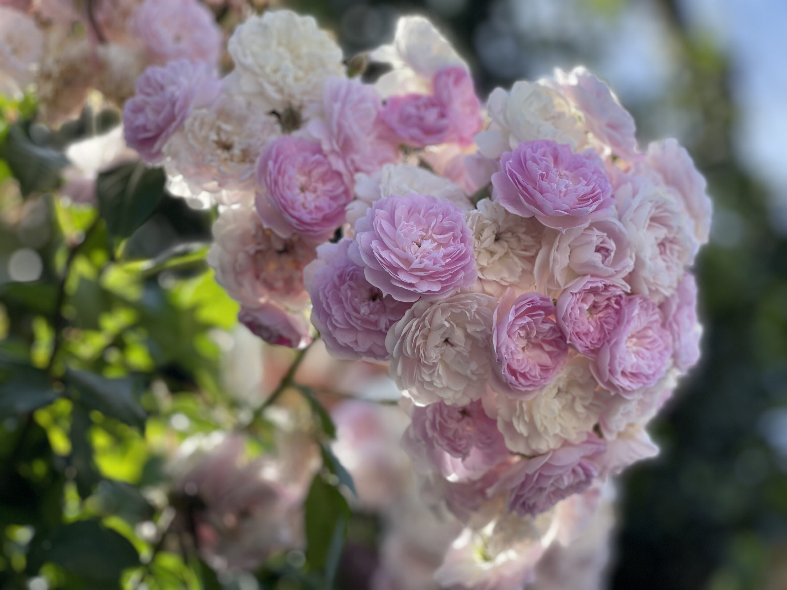 Roses in Cascais