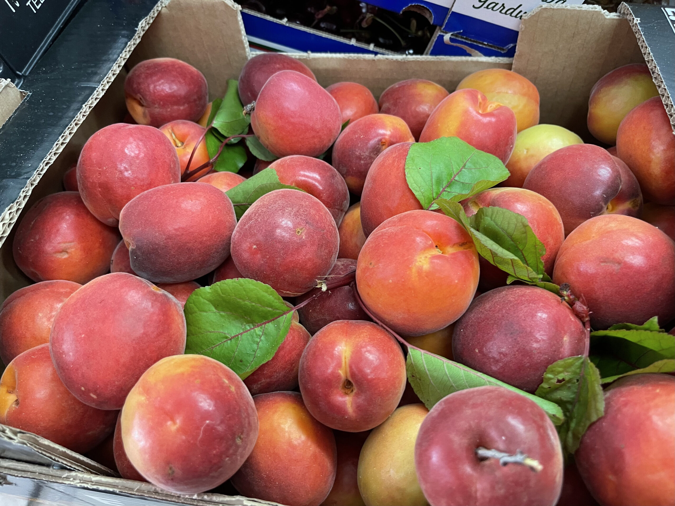 Deliciously ripe apricots in Portugal