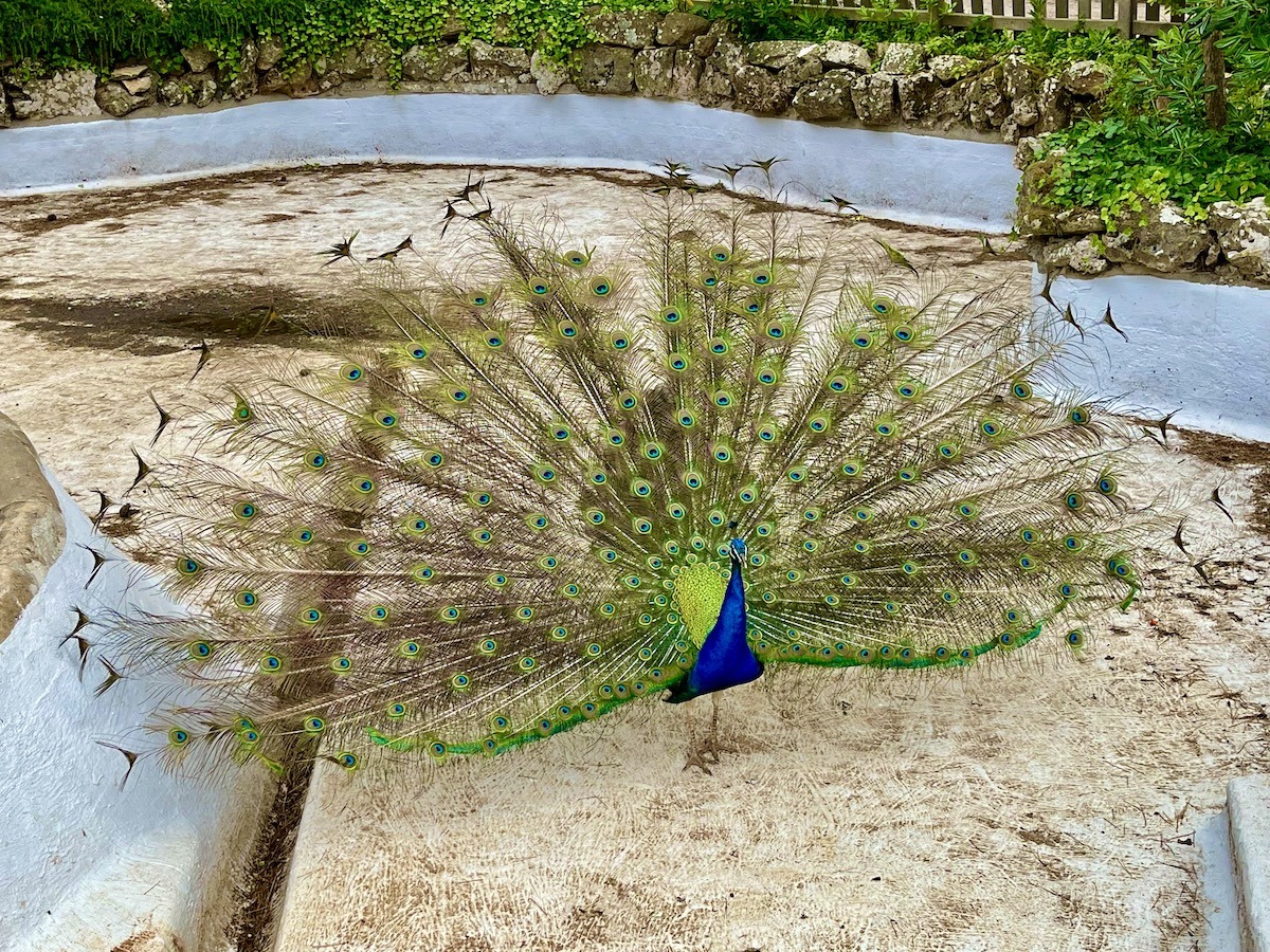 Peacock Parque Marechal Carmona