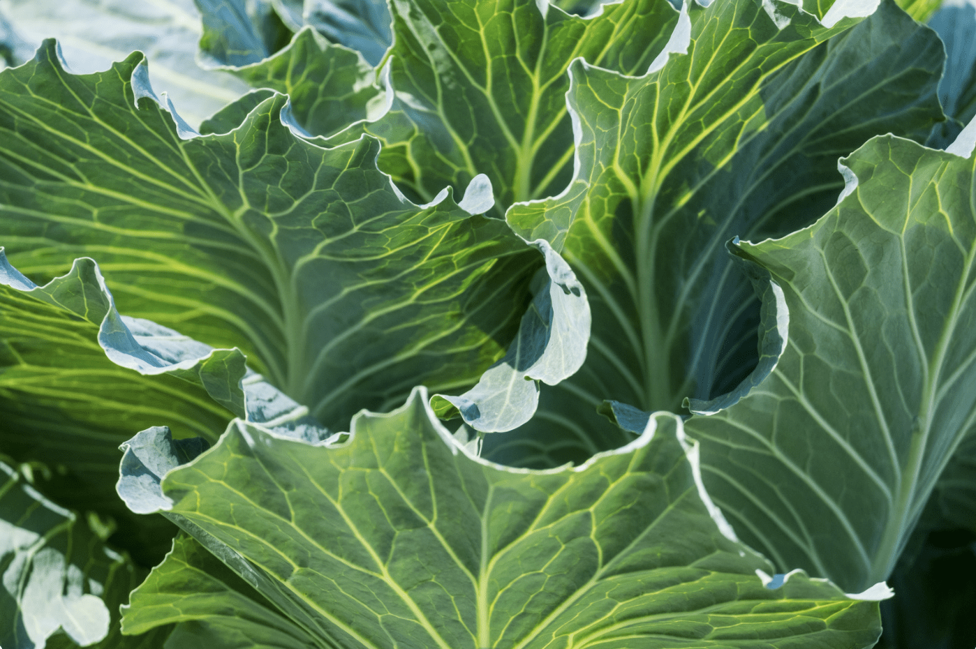 Portuguese Kale