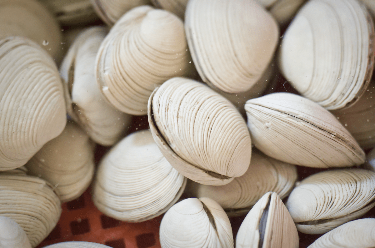 Littleneck clams