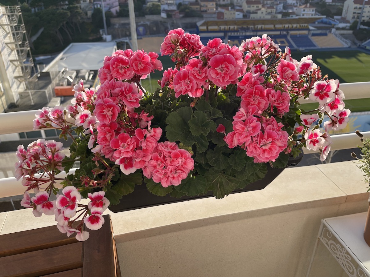 Geraniums