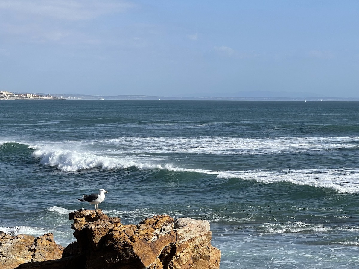Bird watching water Portugal