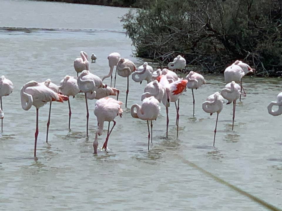 flamingos in france