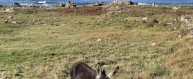 Donkey on the Camino in Moledo Portugal
