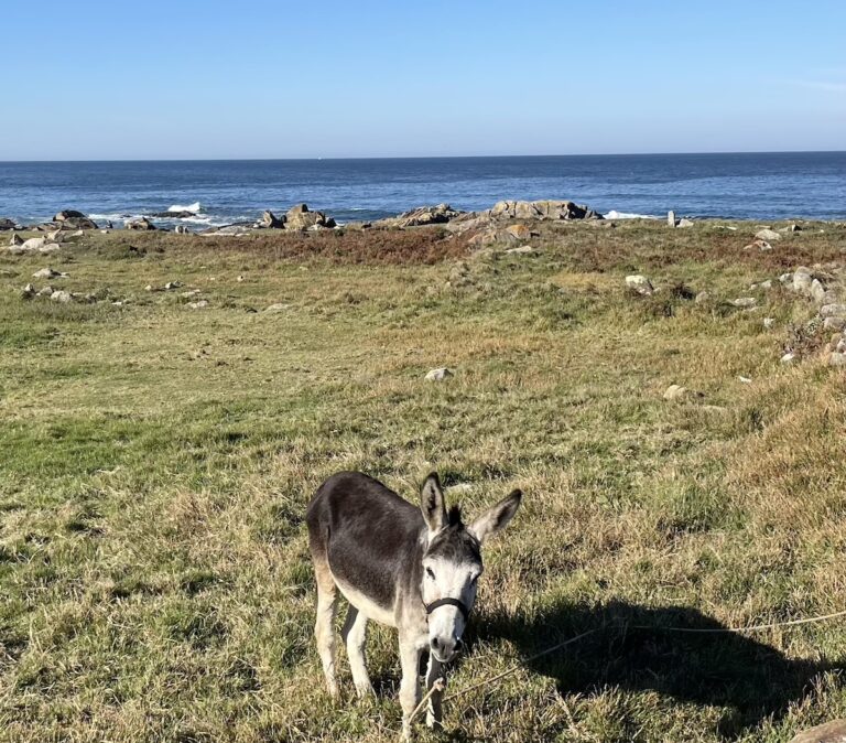 What Is Deliciously Mindful Travel? Donkey on the Camino in Moledo Portugal