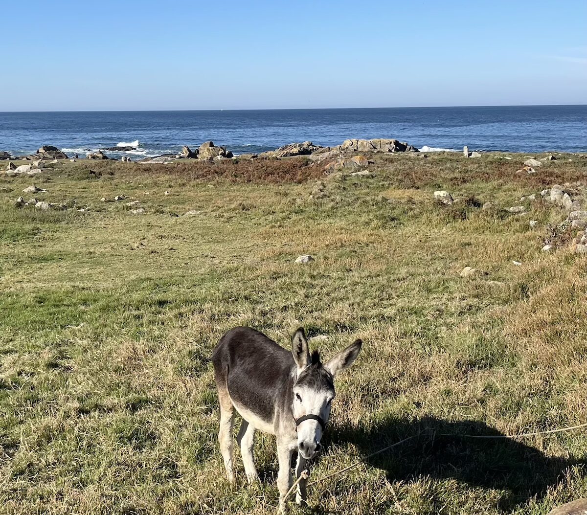 Donkey on the Camino in Moledo Portugal